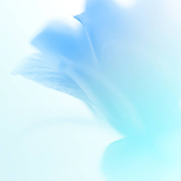 istock sweet color flowers in soft style 481208878