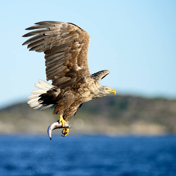 Volant Eagle - Photo