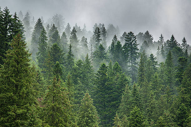 istock fog and rain clouds in the pine forest 481211039