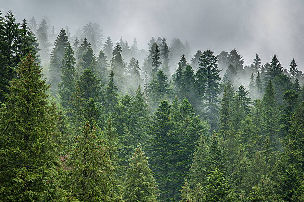 mgła i deszcz chmury w pine forest - forest transylvania rain fog zdjęcia i obrazy z banku zdjęć
