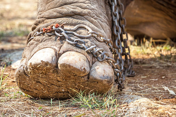 istock leg of an elephant 481212124