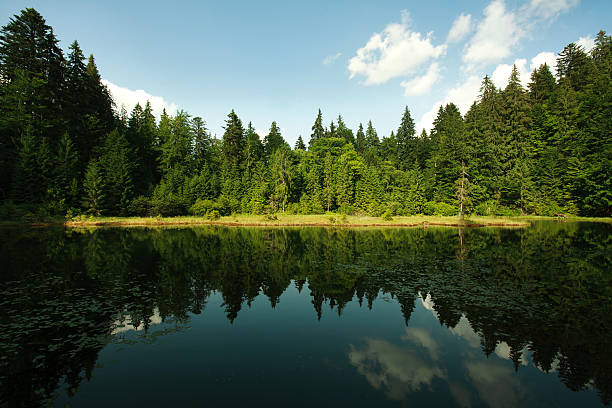 istock Mountain lake in spruce forest on a sky background 481212272