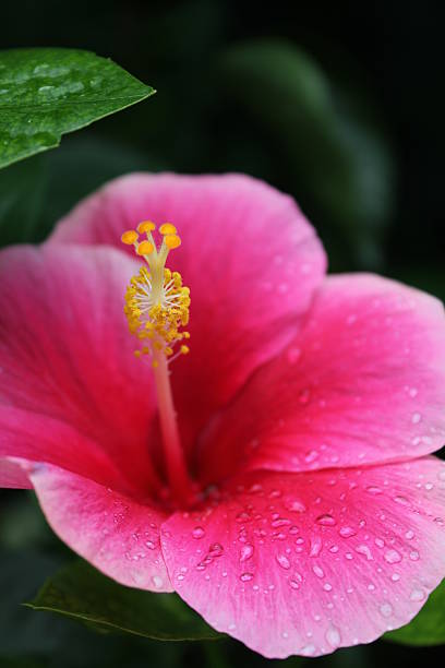 istock pink hibiscus flower. 481212400