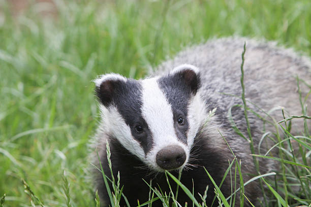 istock European Badger in Surrey, England 481213099