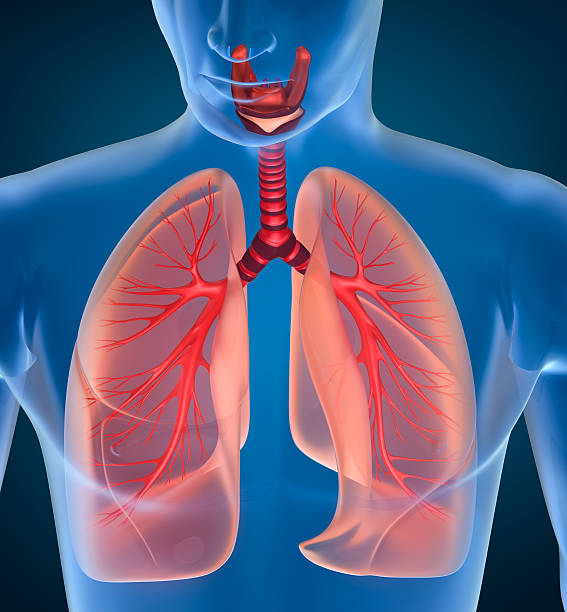 istock Anatomy of human respiratory system 481213130