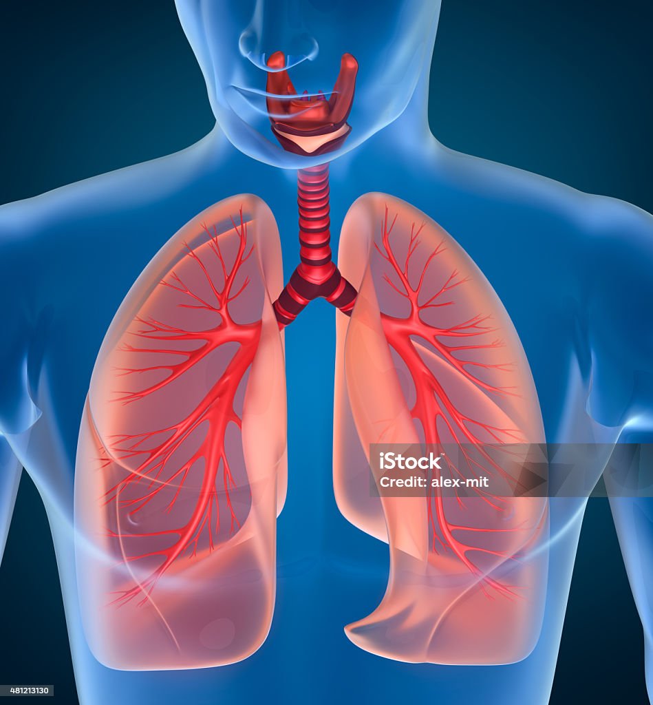 Anatomia do Sistema respiratório humano - Foto de stock de Faringe royalty-free