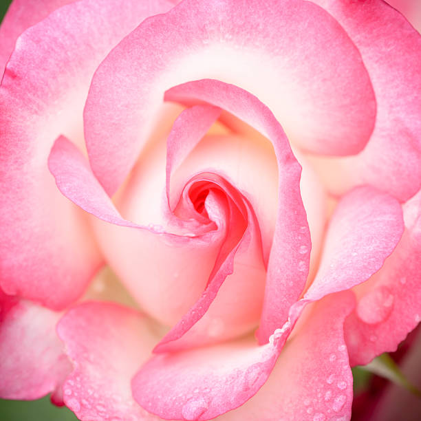 istock Pink rose covered with dew -XXXL 481213155