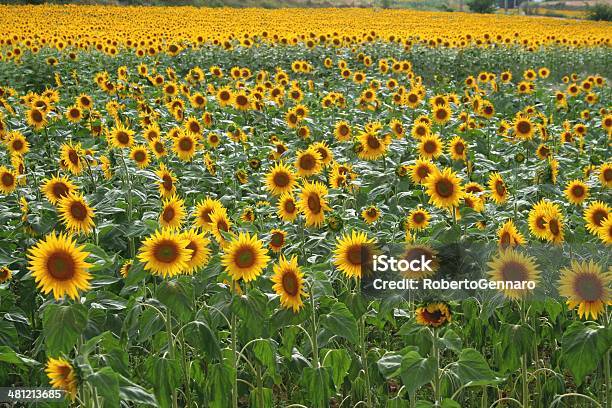 Pole Sunflowers - zdjęcia stockowe i więcej obrazów Rolnictwo - Rolnictwo, Słonecznik, Alejandro Foglia