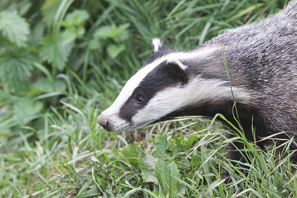 istock European Badger in Surrey, England 481213765