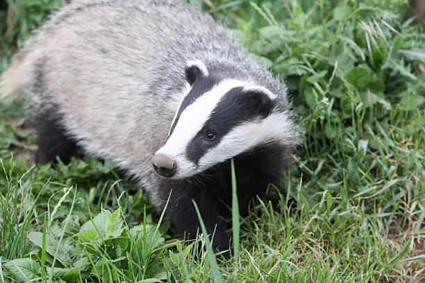istock European Badger in Surrey, England 481214029