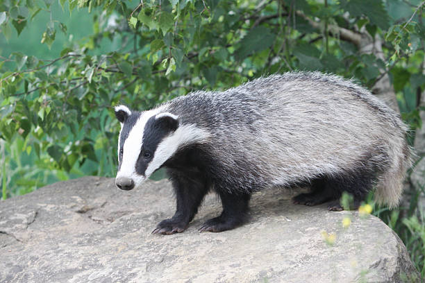 istock European Badger in Surrey, England 481214237