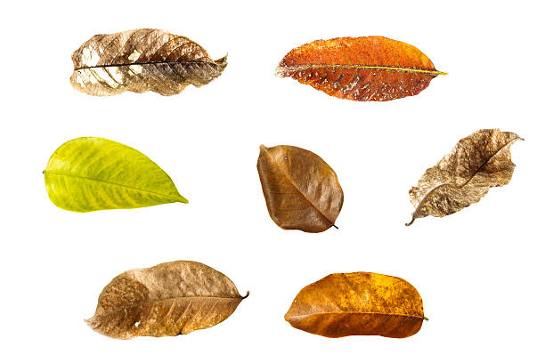 istock collection of dry leaves 481215043