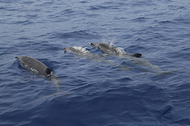 istock Dolphin in the Atlantic Ocean by Madeira 481215316