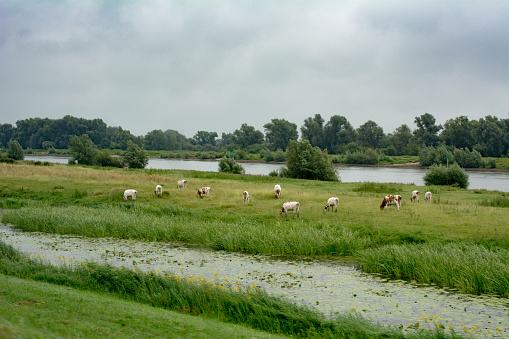cattle grazing on the banks of the fast flowing river ijssel, with cloudscape rainclouds