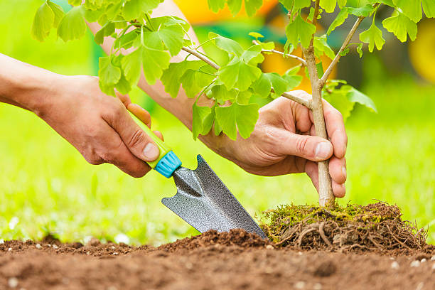 Hands Planting Small Tree with roots stock photo