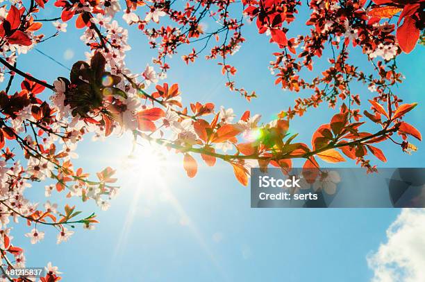 Foto de Flores De Flor De Cerejeira E Sol e mais fotos de stock de Abril - Abril, Azul, Beleza