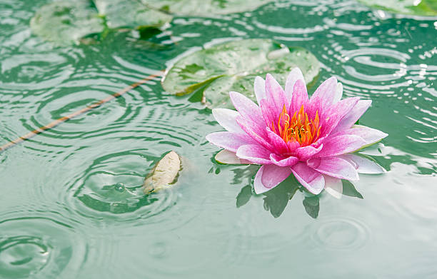 istock Beautiful Pink Lotus, water plant with reflection in a pond 481215921
