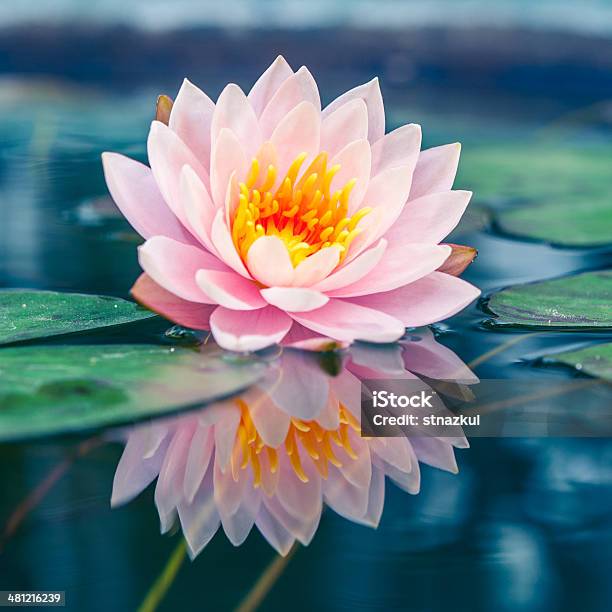 Beautiful Pink Lotus Water Plant With Reflection In A Pond Stock Photo - Download Image Now