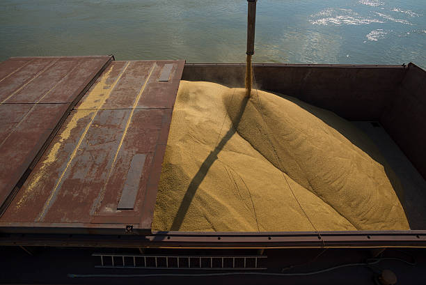 Wheat distribution stock photo