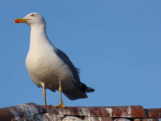istock Seagull on a house roof 481216494