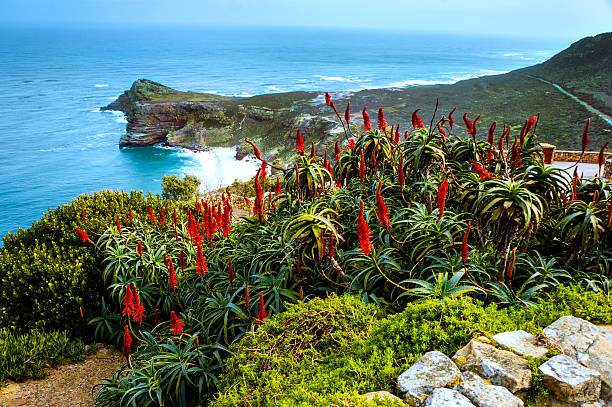 Cape of Good Hope Scenic landscape view from Cape of Good Hope, South Africa. cape peninsula photos stock pictures, royalty-free photos & images