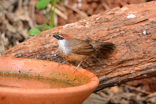 castanha-tampa (timalia pileata babbler dourado) - jungle babbler imagens e fotografias de stock