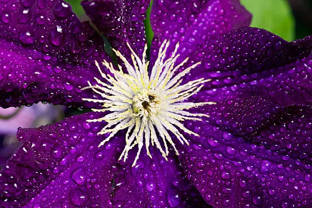 a beautiful flower closeup Clematis