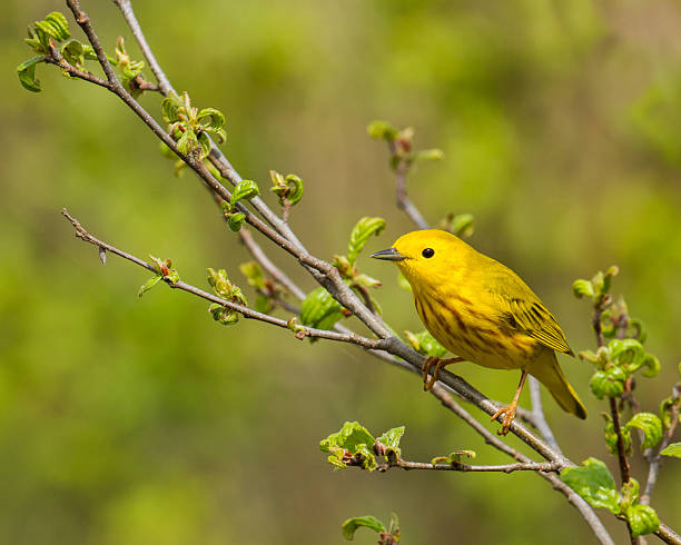 istock American yellow warbler perched on a branch. 481219878