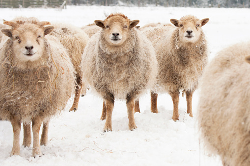 close up of three sheep standing on snow covered farmland, eye contact.