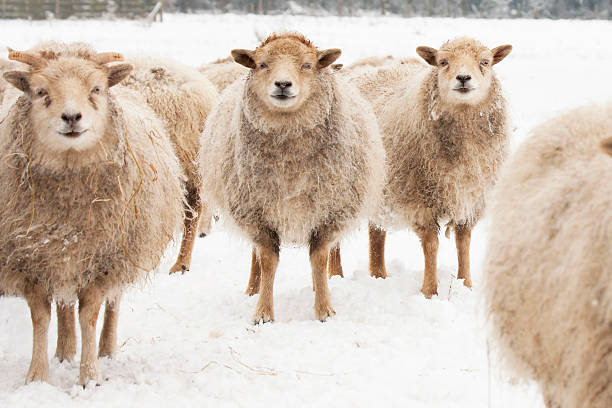 ovelhas - winter agriculture ranch field - fotografias e filmes do acervo