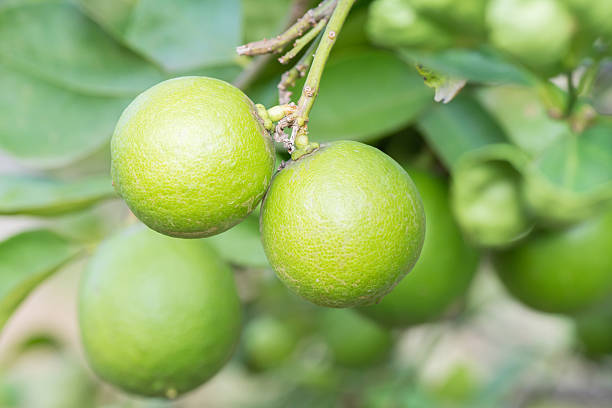istock Green lime hanging on the tree in garden. 481220236