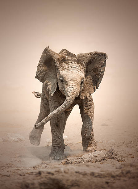 Elephant Calf mock charging stock photo