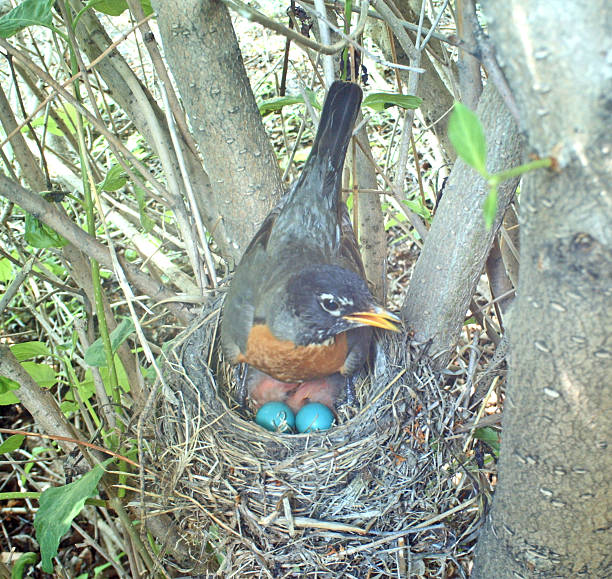 istock American Robin- her nest holds two eggs and two chicks 481220850