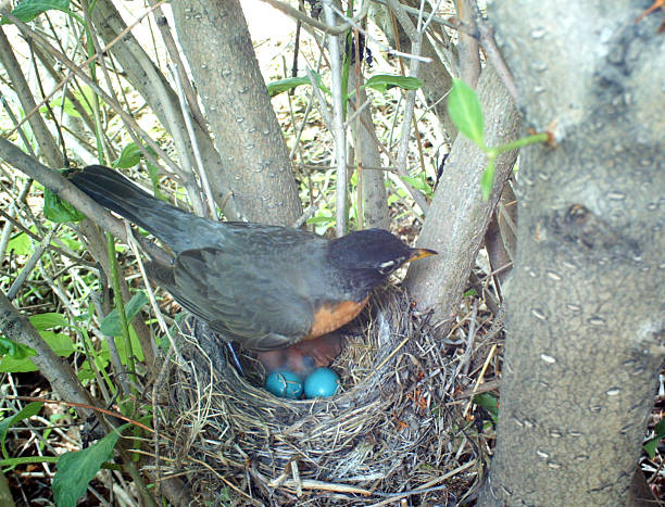 istock American Robin- her nest holds two eggs and two chicks 481220852
