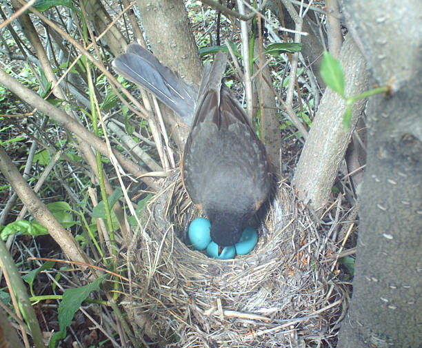 istock American Robin on her nest which holds four eggs 481220856