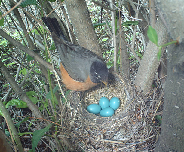 istock American Robin on her nest which holds four eggs 481220870