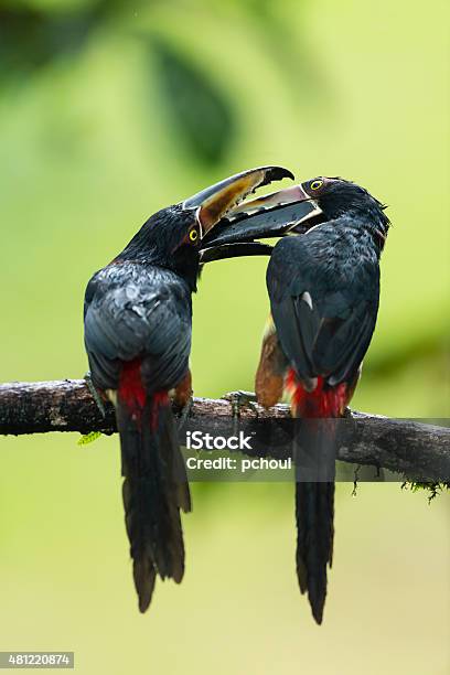 Collared Aracari Toucan In The Wild Costa Rica Couple Feeding Stock Photo - Download Image Now