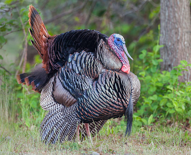 istock Wild Tom Turkey in Full Color 481221326