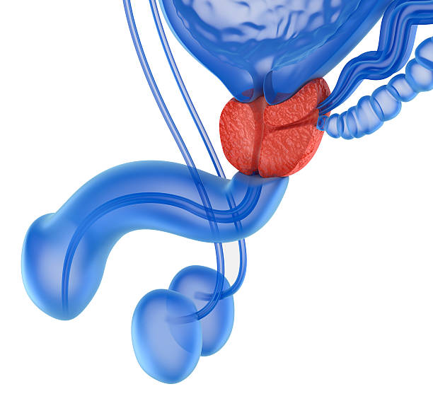istock Prostate and male reproductive system isolated on white 481223736
