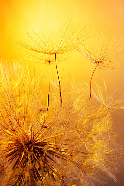 istock close up of dandelion on golden background 481223896