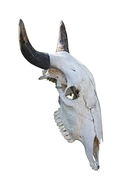istock White head of buffalo skull 481231750