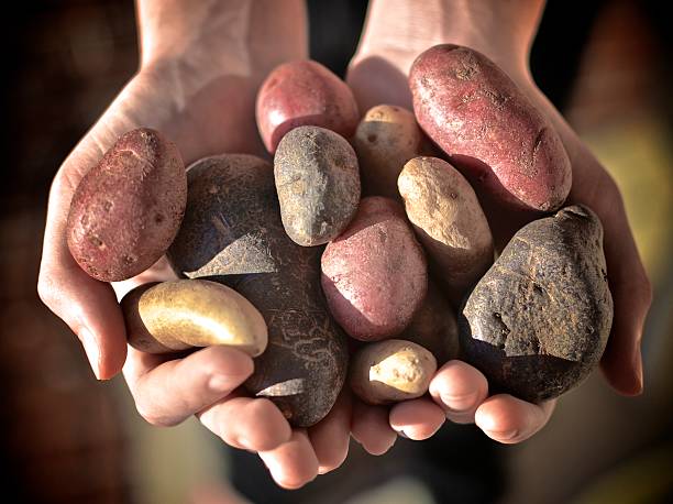 puñado de patatas cortadas en bastones gruesos - patata peruana fotografías e imágenes de stock