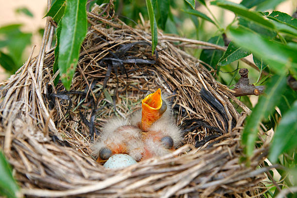 baby птиц в гнездо - dependency animal nest robin bird стоковые фото и изображения