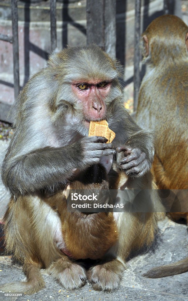 원숭이 - 로열티 프리 12-17 개월 스톡 사진