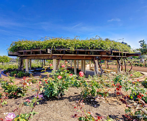 Rose garden. San Diego