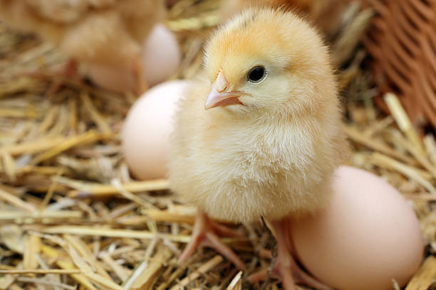 istock Little chicks in the hay with eggs 481233381