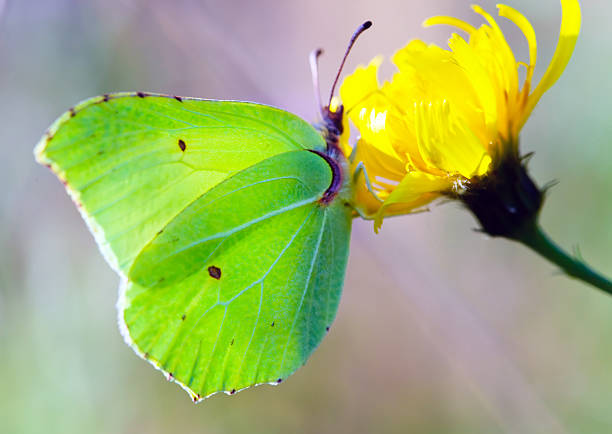 istock Butterfly Gonepteryx rhamni on a flower 481235652