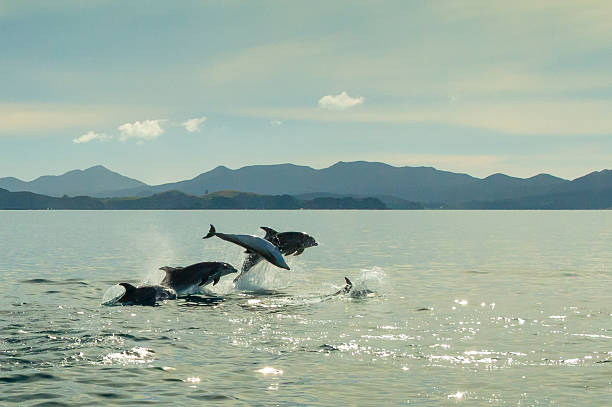 Dolphins jumping out of the water A group of dolphins is jumping out of the water in the Bay of Islands, New Zealand, early in the morning. Some hills in the distance. aquatic mammal stock pictures, royalty-free photos & images