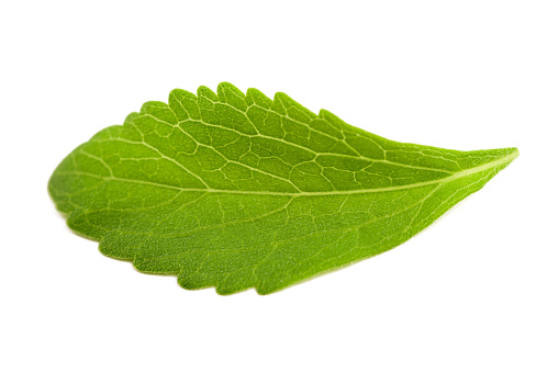 Stevia leaf isolated on white background