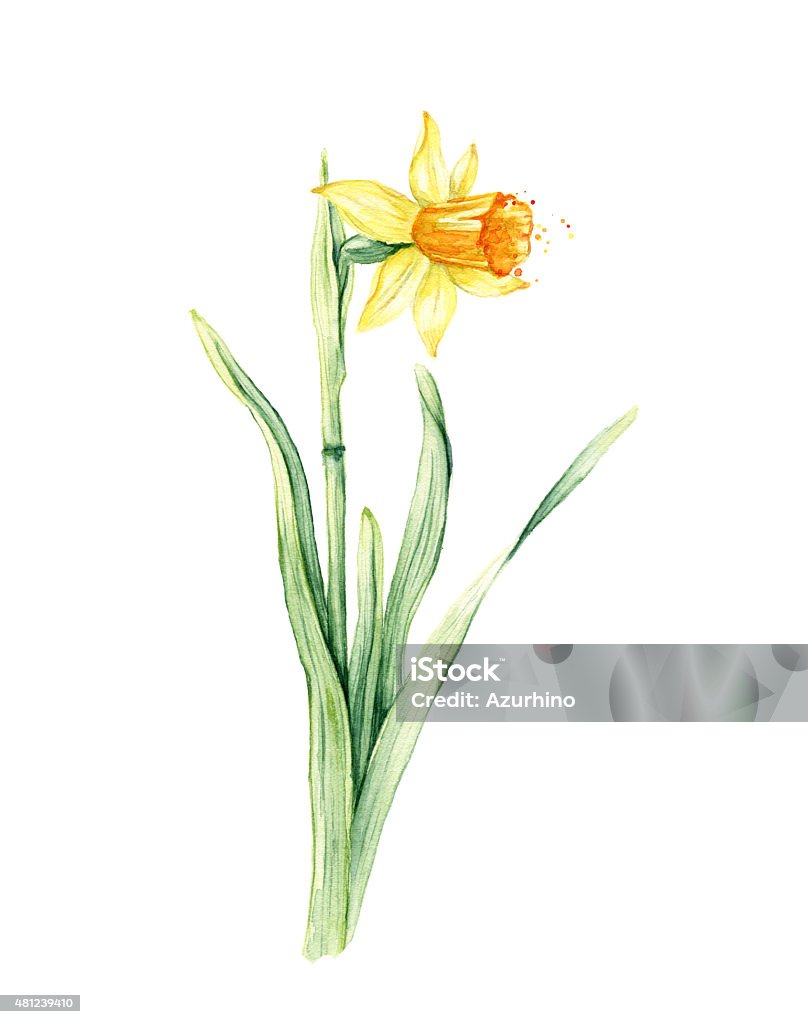 Daffodil spring flower or Narcissus, Watercolor illustration 2015 stock illustration